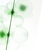 Abstract image showing translucent green bubbles clustered together, intersected by a vertical green stem or line, on a white background.